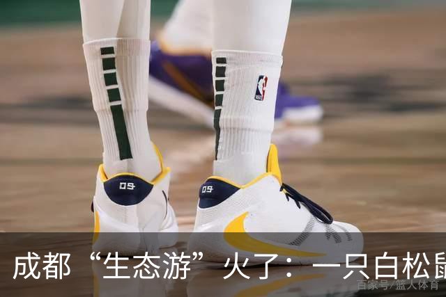 成都“生态游”火了：一只白松鼠网络“走红”，外地游客“打飞的”观鸟