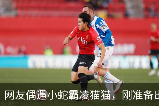 网友偶遇小蛇霸凌猫猫，刚准备出手相助，结果笑skr人！